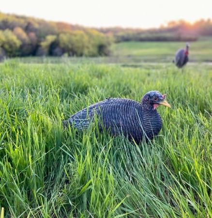 Bone Collector Lay Down Hen